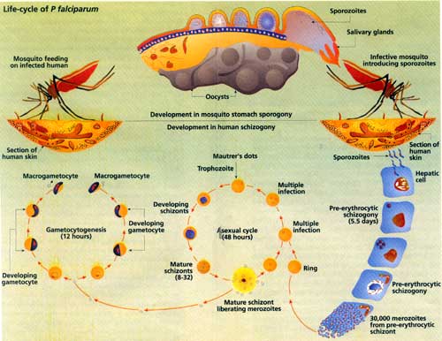 Life cycle of P falciparum