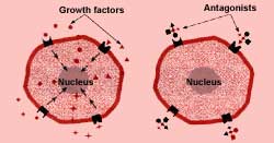 Blocking cancer