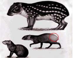 Agouti : the  prolific gene 