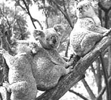 Boom time for koalas  