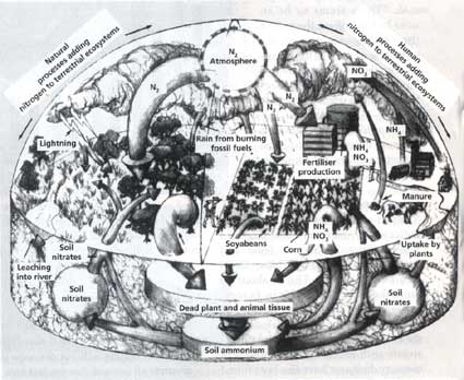 The other side of nitrogen