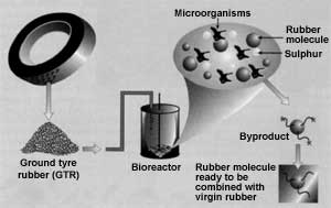 Promising bacteria