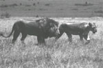 Tanzania