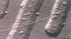 The wonders of nanoelectronics