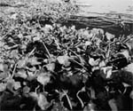 Drying wetlands 