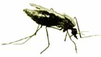 Malaria menace