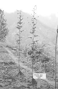 The Himalayan herb grower 