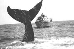 A whale of problem