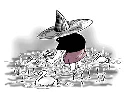 When ducks get to work  