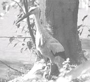 Return of the storks  