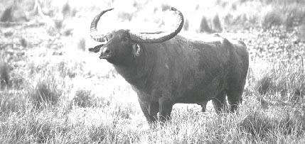 Wild buffaloes threatened