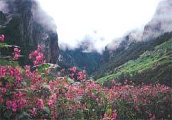 Valley of weeds 