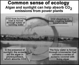 Gas gobbling algae  