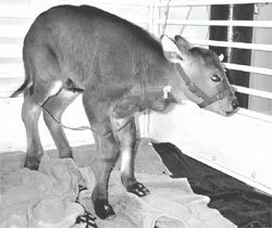 Gaur clone dies 