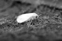 Tracking the pests  