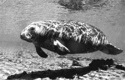 Threat to dugongs