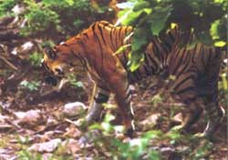 Tracking Tigers