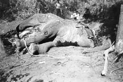 Corbett killings: Arunachal link? 