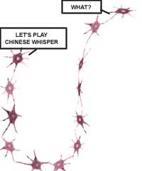 Brainy findings
