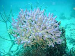 Corals in trouble 