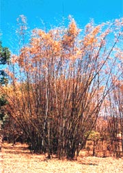 Bamboo flowering