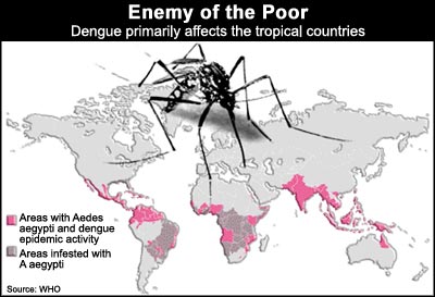 Dengue   reality bites  