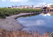 Protecting mangroves