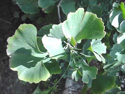 Planting doubt