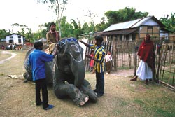 Improving human elephant relations