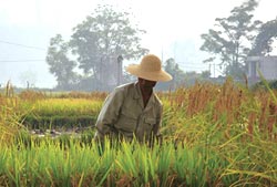 Survey exposes Philippines  rice research body