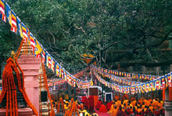 Saving Buddha`s tree