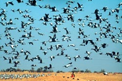 Craning glory: Demoiselle cranes find sanctuary in Rajasthan village