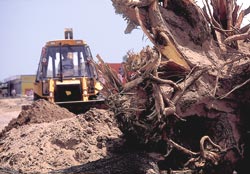 Death of a Neem tree