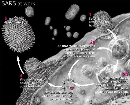 The pathogen s path