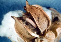 Pink bollworm a potent threat to GM cotton
