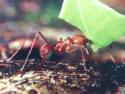 Antirainforests