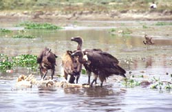 Yet another hypothesis to explain decline in vulture population