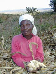 Maize trouble