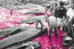 Conservationists distort whaling body s raison d etre