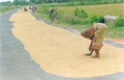 Orissa faces acute food insecurity