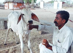 Reviving the Tharparker cattle breed