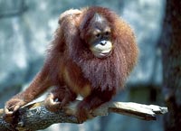 The ape debate