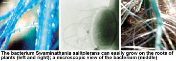 Bacteria that reduces fertilser use