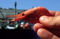 Showdown over shrimps