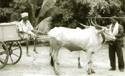 Bullock cart in its new avatar