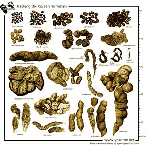 Can t spot animals? Then know their droppings