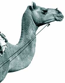 Camel Yatra