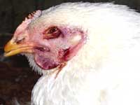 Avian trouble