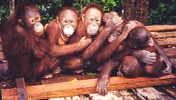 Our vanishing cousins