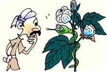India s farmers don t like GM crops 